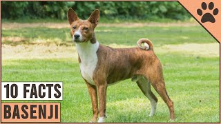 Basenji Dog Breed  Top 10 Facts  Dog World [upl. by Rushing]