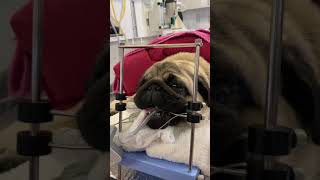 Short story on brachycephalic positioned for surgery [upl. by Jelle]