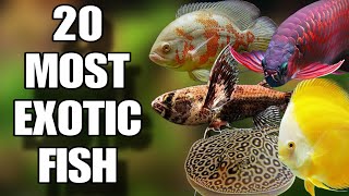 20 Most Exotic Freshwater Fish For Your Aquarium  Top 20 Exotic Freshwater Fish [upl. by Gelb575]