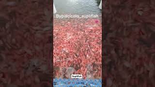 Uff que población de tilapia roja 🐟 suscribete suplish mojarras peces acuicultura simbiotica [upl. by Eradis]