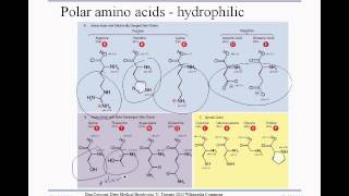 3 1C proteins [upl. by Nalat]