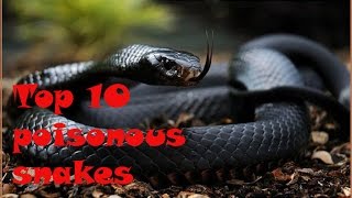 Top 10 poisonous snakes with names and details [upl. by Aicetal]