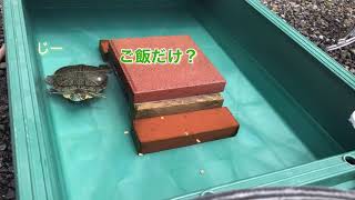 ミドリガメ目がいいので大好きなエビは逃さない🐢💚【亀】【ミドリガメ】【猫】【１００均】 [upl. by Noreg]