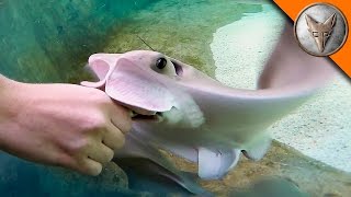 Stingray Feeding Time [upl. by Tiffie]