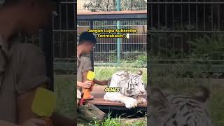 Harimau putih lagi rebahan [upl. by Eldred280]