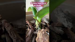 ✅Primera Vara Floral de Otoño phalaenopsisorchidgrowthflowerspikefallviralvideo [upl. by Seyah]