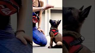 🦮🦮🦮malinois dogtraining germanshepherd doglover pitbull becgie belgianmalinois [upl. by Lyndel]