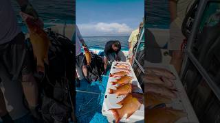 A Cooler FULL of HOGFISH [upl. by Jennee124]