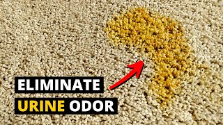 How to Remove PET URINE ODOR From Carpet Using Enzymes [upl. by Roose]