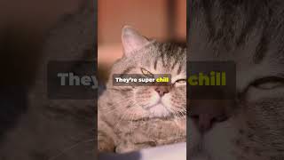 Lets Talk About the British Shorthair fyp britishshorthair fyp viralvideo shorts facts [upl. by Eiramalegna]