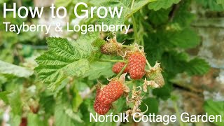 How to grow Tayberry and Loganberry vines [upl. by Finegan]