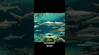 All about Blacktip Reef Sharks 🦈 shorts viral wildlife [upl. by Bea833]