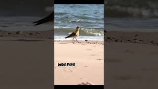 Golden Plover Patrols the Beach Mull of Kintyre Scotland [upl. by Enad830]