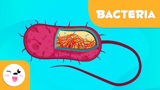 What are bacteria  Science for Kids [upl. by Dajma]