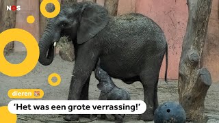 Olifantje twee maanden te vroeg geboren in dierentuin🐘 [upl. by Primrose517]