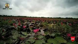 Kingdom of Red water lilyShapla Beel of Shatla Barisal A Place You Should visit [upl. by Astrid]