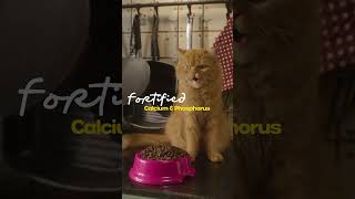 Pescatarian Diet for Cats Fish Protein Taurine amp Essential Nutrients with Good Cat [upl. by Ula]