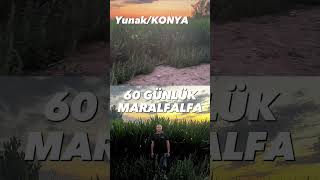 60 GÜNLÜK MARALFALFA [upl. by Farmer]