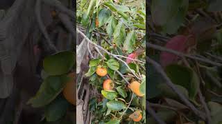 Persimmon Paradise A Bountiful Harvest from My Tree [upl. by Girardi]