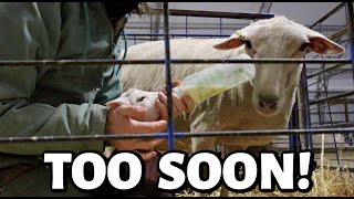 SPRING LAMBING 2024 HAS BEGUN but was it too soon  Vlog 774 [upl. by Volnay532]