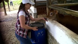 Cuidados básicos en la cría de Terneras  TvAgro por Juan Gonzalo Angel [upl. by Ursel]