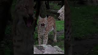 Carpathian lynx in Hungary 🐆 [upl. by Aiht]