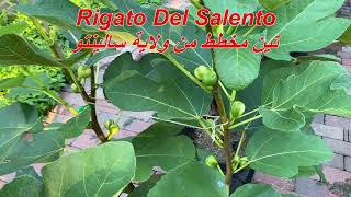 اصناف التين المخطط Variegated Figs Varaities [upl. by Joyce198]