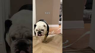 guess whose back 😎🧿 englishbulldog bulldogs bulldog shortsfeed shorts trending viral lol [upl. by Aloke]