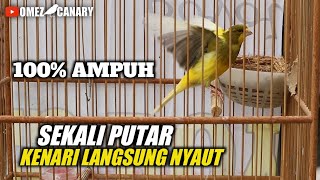 PANCINGAN KENARI MACET‼️SUARA KENARI BETINA BIRAHI [upl. by Arretnahs]