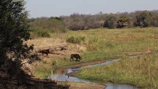 Sable antelope on MalaMala [upl. by Maxentia601]