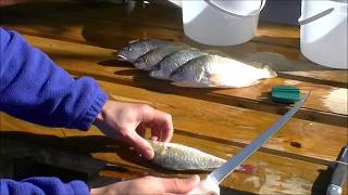 How to Fillet Atlantic Croaker [upl. by Alfredo889]