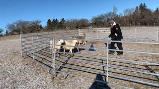 Elroy the Berger Picard First herding lesson [upl. by Taryn]