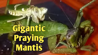 Gigantic Praying Mantis Rhombodera stalii [upl. by Yrod]