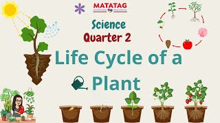 SCIENCE 4 QUARTER 2 Life Cycle of a Plant [upl. by Enak]