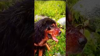 Leopard brutally attack on dog near Village trending viral youtubeshorts leopard shorts short [upl. by Morten]