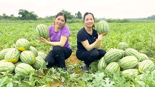 Harvest 10 tons of watermelons grown off the island  a year to go to the market [upl. by Hanah]