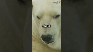 Polar Bear Fur The Truth Revealed facts shorts polarbear [upl. by Krishnah]