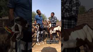 आलम प्रधान ने मचाया तहलका टॉप क्वालिटी farmingbaba goat farming good quality goat hurry up [upl. by Nnaul]