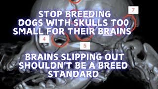 STOP Breeding dogs with skulls too small for their brains [upl. by Maurizia]