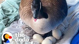 Mama Goose Decides To Lay Eggs On Womans Porch  The Dodo [upl. by Naesed178]