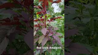 How and When Do YOU Harvest Amaranth Leaves Old Young Anytime amaranthplant [upl. by Nomar]