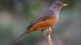 Canto do Sabiá laranjeira Turdus rufiventris  Rufousbellied Thrush  bird singing [upl. by Padegs]