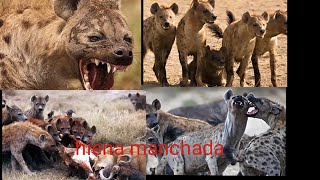 hiena manchada mini documental [upl. by Chae169]