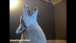 Siberian Husky Howling Compilation [upl. by Cinderella]