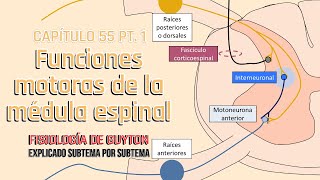 CAP 55 15 Funciones motoras de la médula espinal l Fisiología de Guyton [upl. by Anelim]