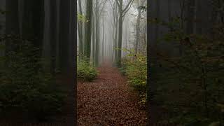 Herbstwald artist travel mystic palatine drone fog nature artlistmusic [upl. by Mic]