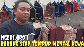 SADIS MAS BRO  BURUNG ANTI STRESS SIAP GANTANG DI OBOK2 TETAP GACOR [upl. by Arnaud]