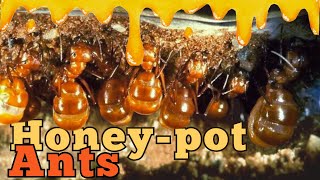 HoneyPot Ants Nature’s Living Food Jars [upl. by Florie978]