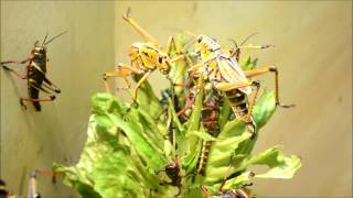 Giant Insect Battle  Fight Lubber Grasshopper Romalea guttata Smithsonian Natural History [upl. by Ahsenrad]