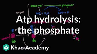 ATP hydrolysis Transfer of a phosphate group  Biomolecules  MCAT  Khan Academy [upl. by Ranip]